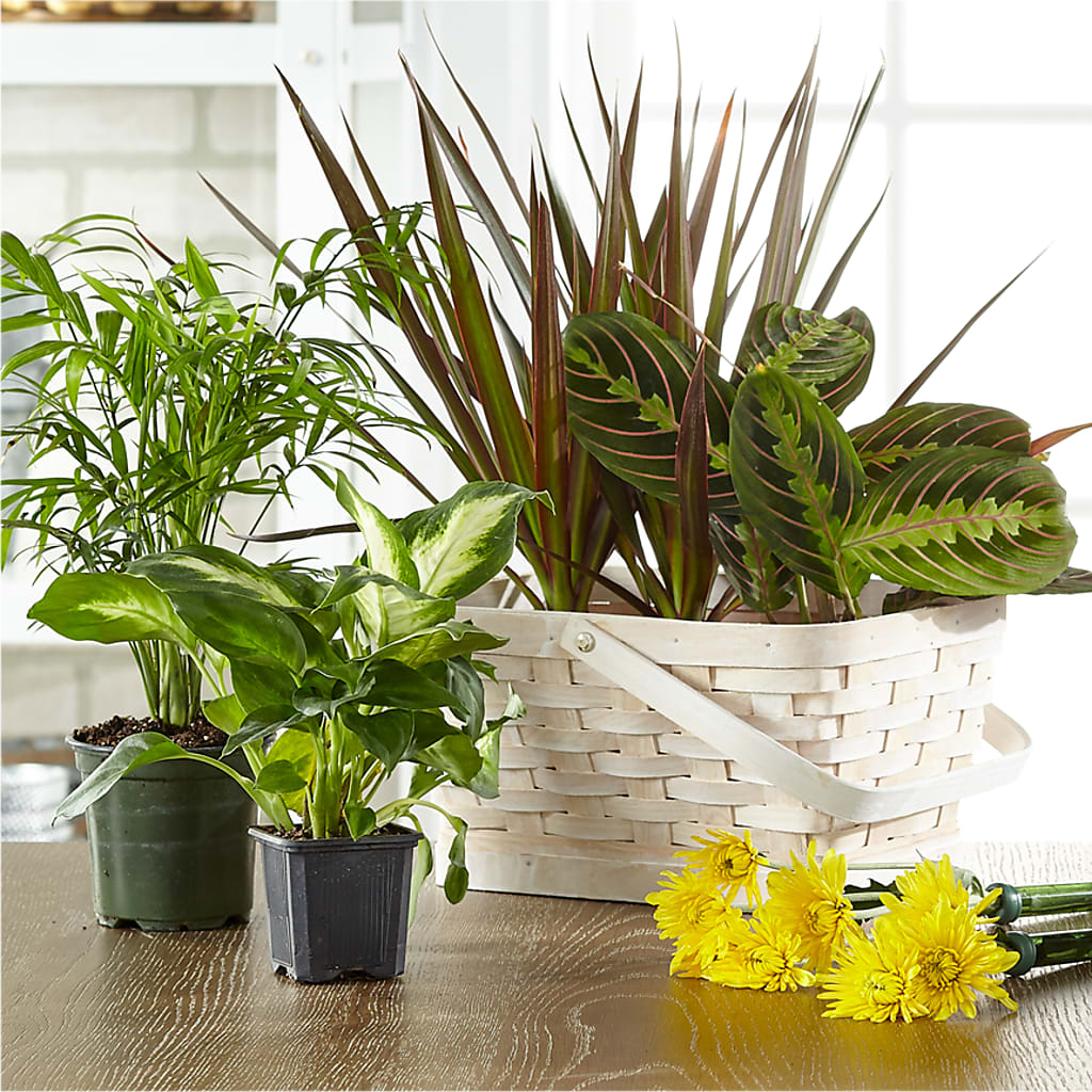 Florist Designed Blooming and Green Plants in a Basket – Floreria Principe De Paz Llc, Somerset NJ