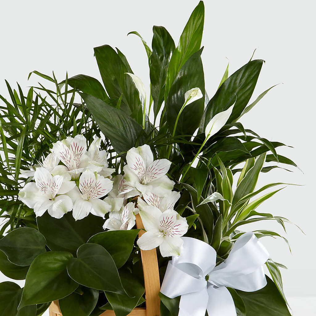 Peace & Serenity Dishgarden – Floreria Principe De Paz Llc, Somerset NJ