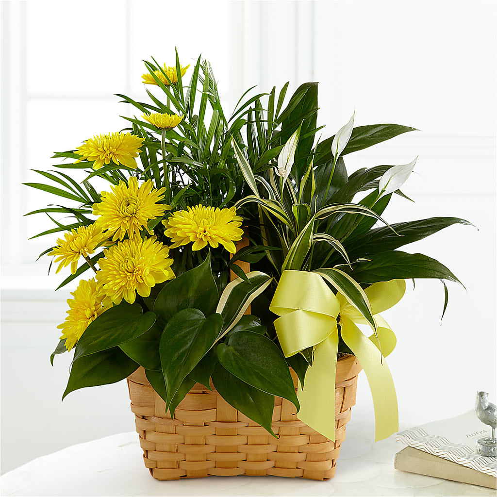 Loving Light Dishgarden – Floreria Principe De Paz Llc, Somerset NJ