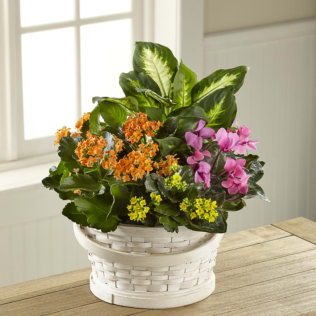 Color Crush Dishgarden – Floreria Principe De Paz Llc, Somerset NJ