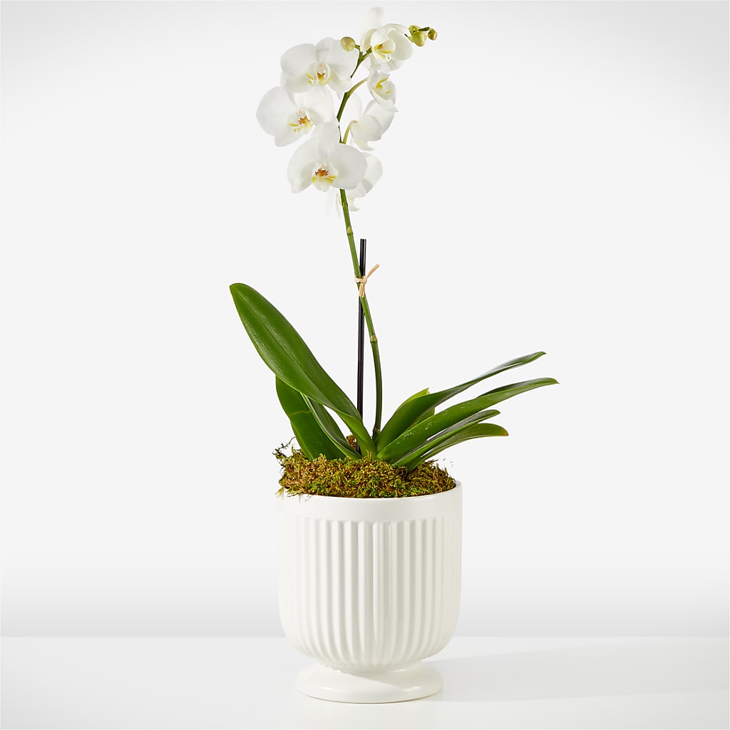Whispering White Orchid – Floreria Principe De Paz Llc, Somerset NJ
