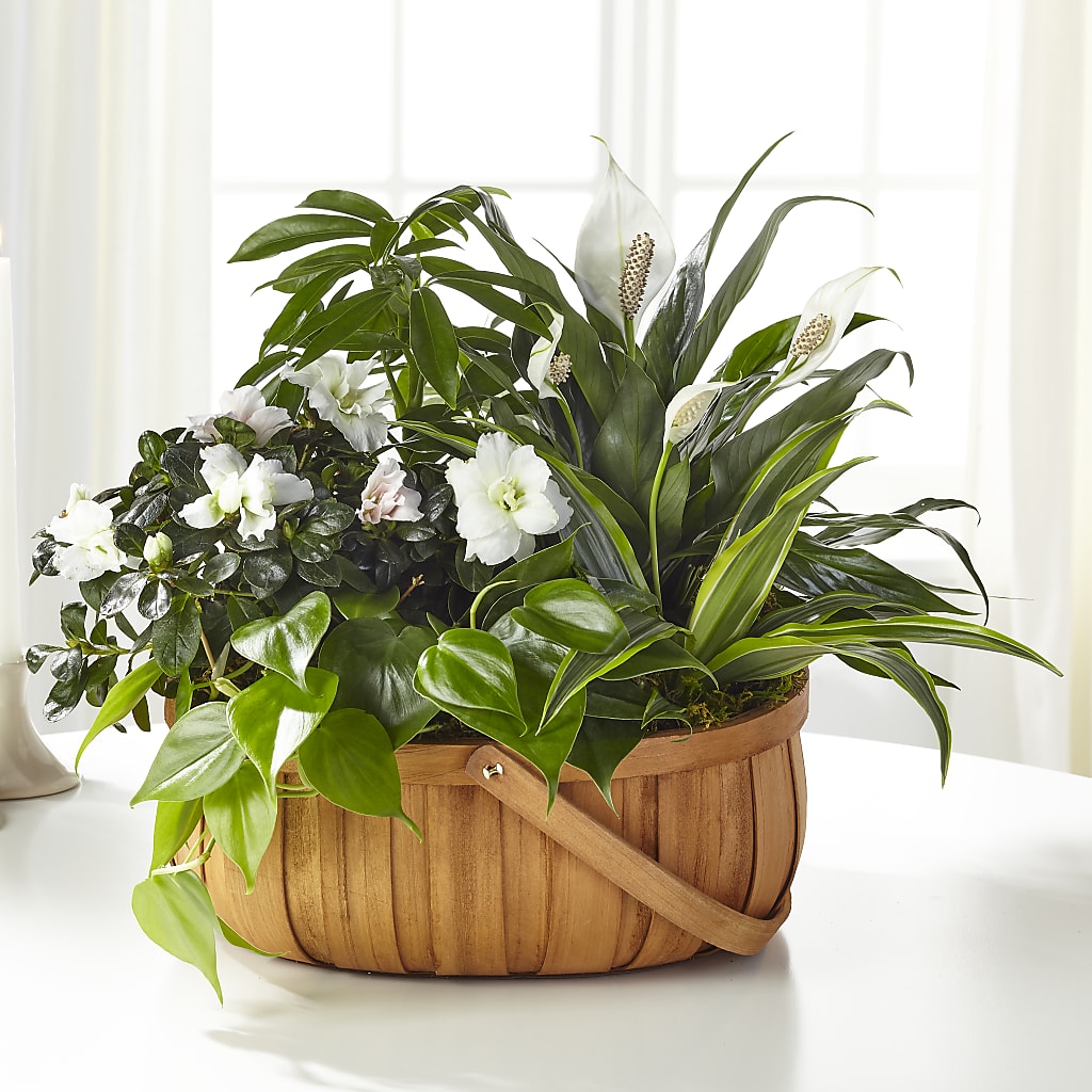 Serene Dishgarden – Floreria Principe De Paz Llc, Somerset NJ