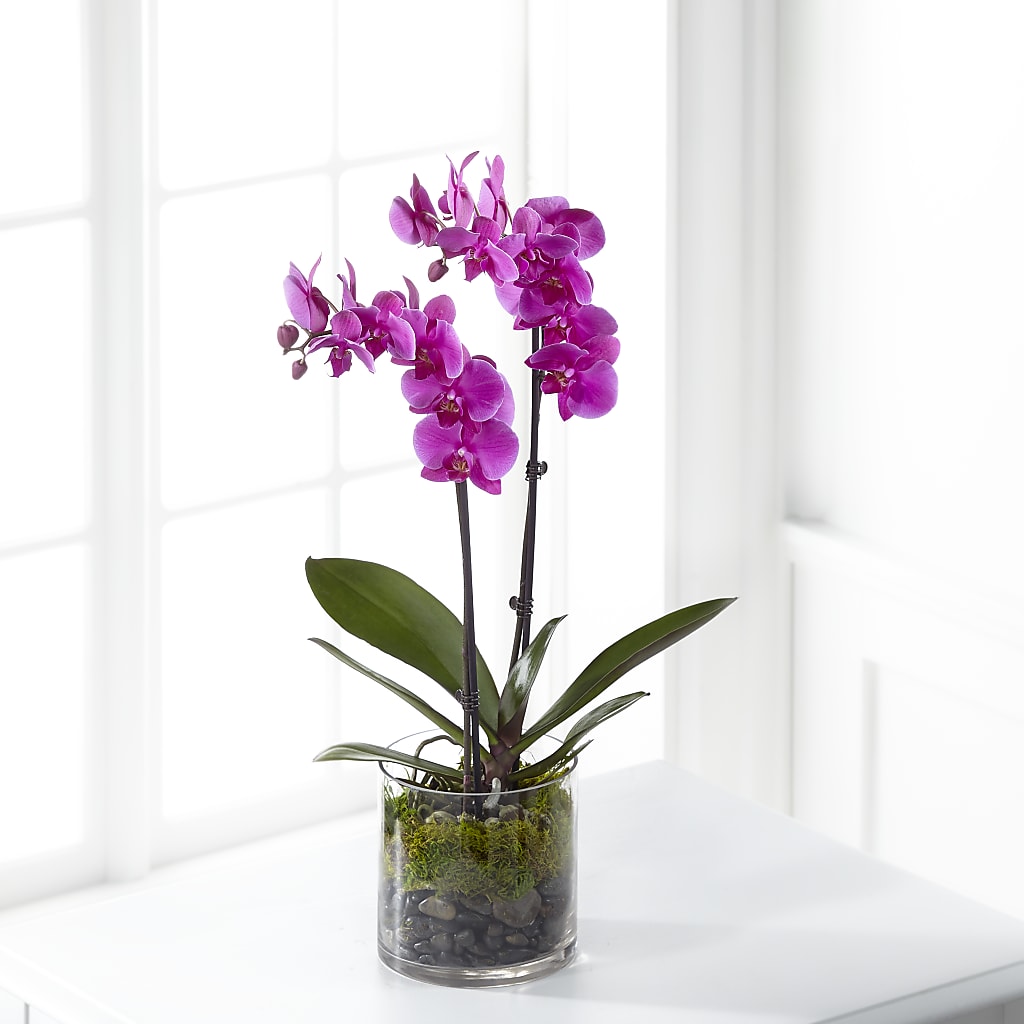 Pink Orchid Plant – Floreria Principe De Paz Llc, Somerset NJ