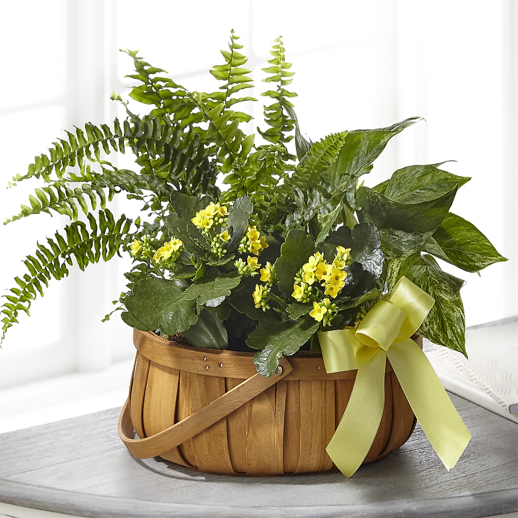Always Dear Dishgarden – Floreria Principe De Paz Llc, Somerset NJ