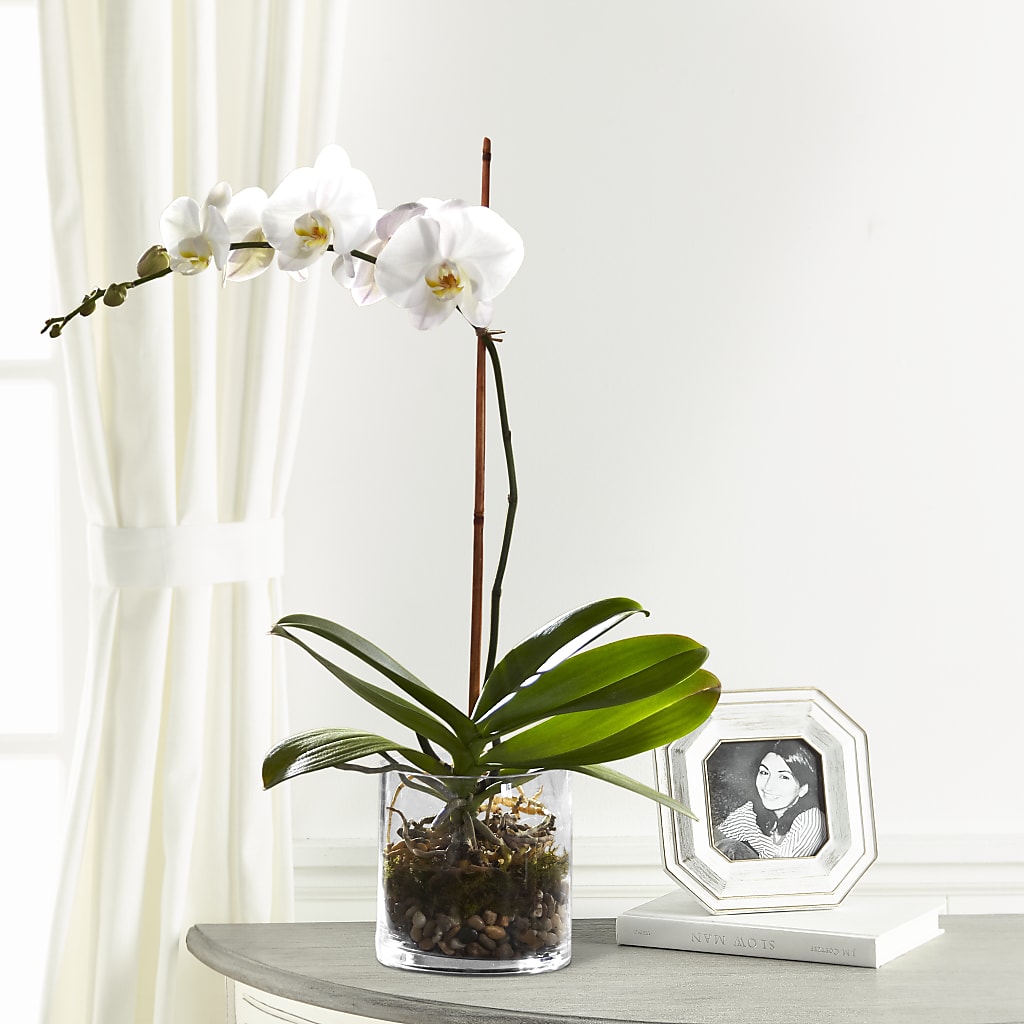 White Orchid Planter – Floreria Principe De Paz Llc, Somerset NJ