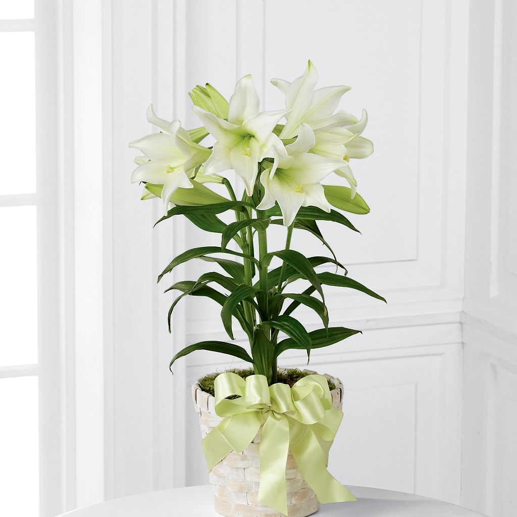 Easter Lily Plant –  Floreria Principe De Paz Llc, Somerset NJ
