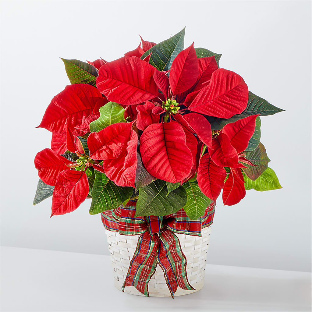 Happiest Holidays Poinsettia –  Floreria Principe De Paz Llc, Somerset NJ
