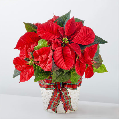 Happiest Holidays Poinsettia –  Floreria Principe De Paz Llc, Somerset NJ