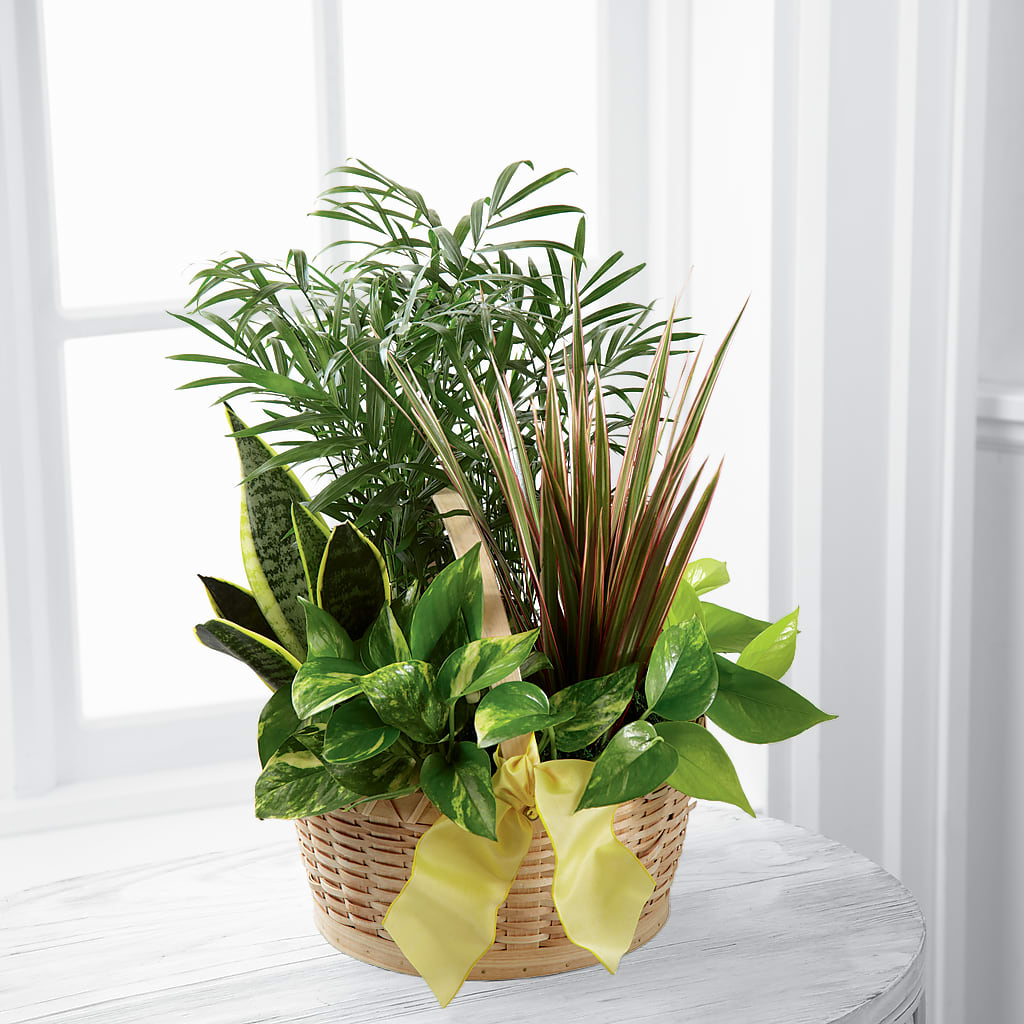 French Garden –  Floreria Principe De Paz Llc, Somerset NJ