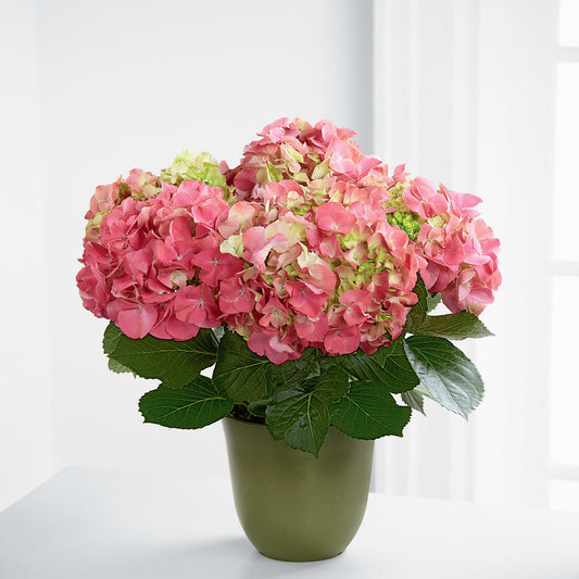 Pink Hydrangea Planter –  Floreria Principe De Paz Llc, Somerset NJ