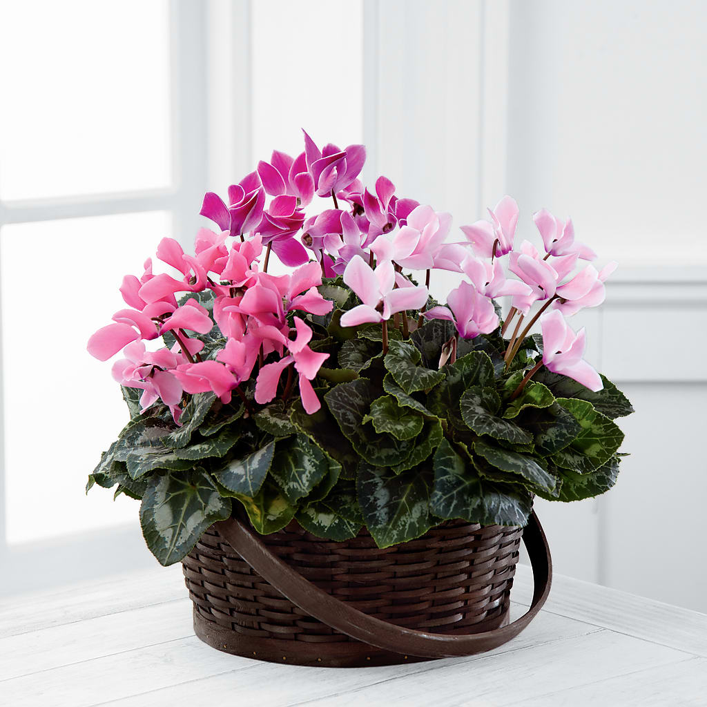 Mixed Cyclamen Planter –  Floreria Principe De Paz Llc, Somerset NJ