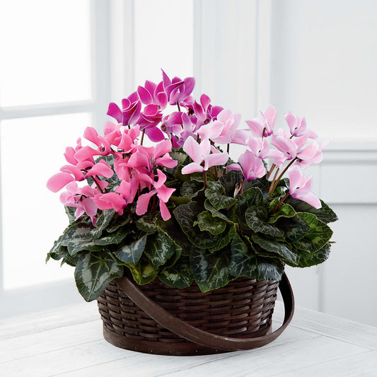 Mixed Cyclamen Planter –  Floreria Principe De Paz Llc, Somerset NJ