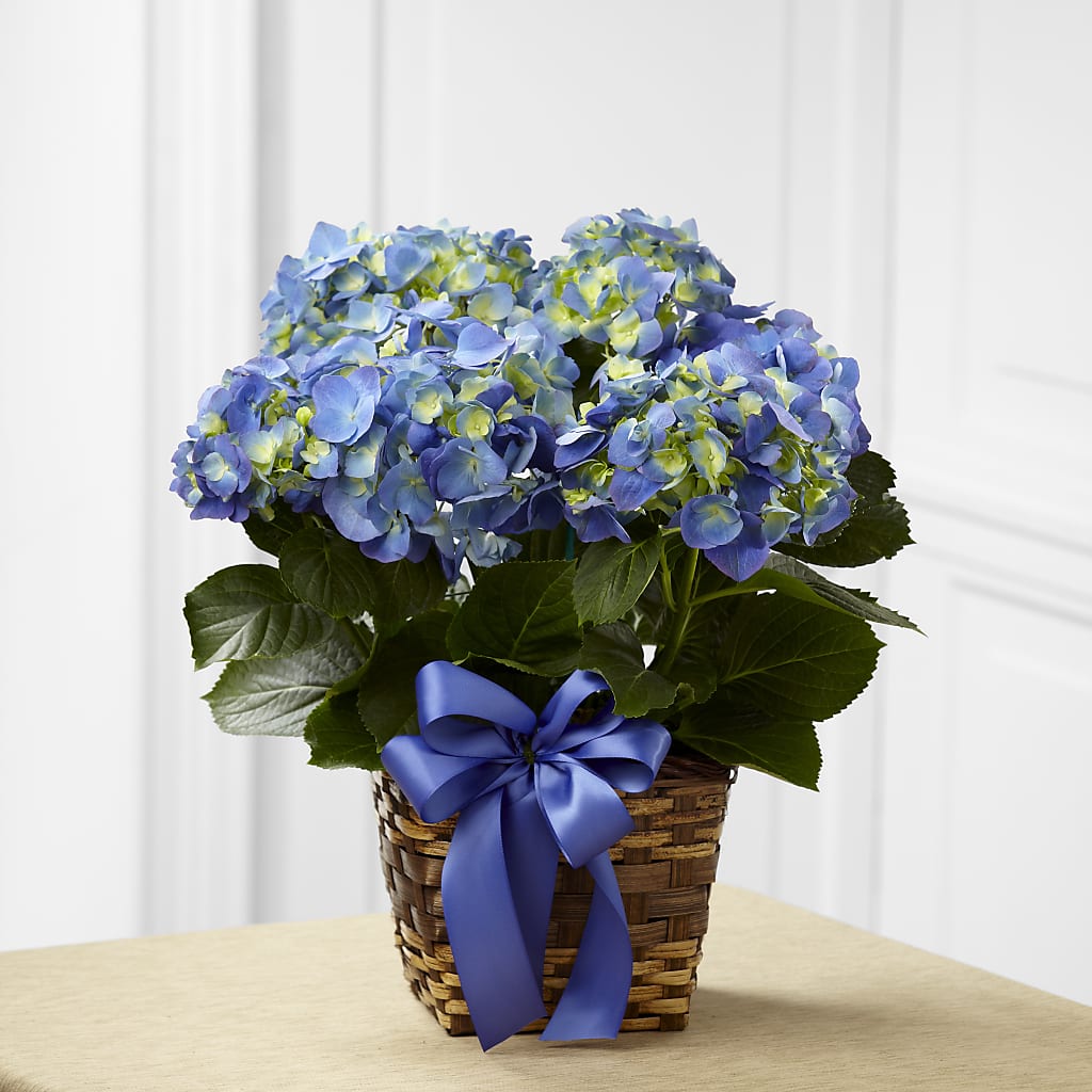 Blue Hydrangea Planter –  Floreria Principe De Paz Llc, Somerset NJ