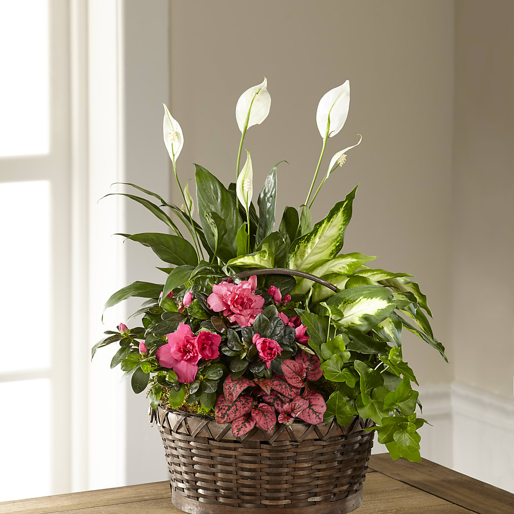 Dream in Pink Dishgarden –  Floreria Principe De Paz Llc, Somerset NJ