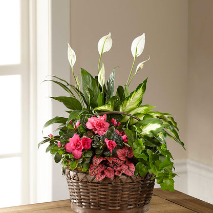 Dream in Pink Dishgarden –  Floreria Principe De Paz Llc, Somerset NJ