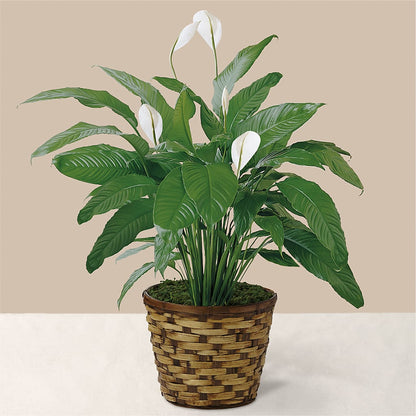 Tranquil Moments Peace Lily Plant –  Floreria Principe De Paz Llc, Somerset NJ