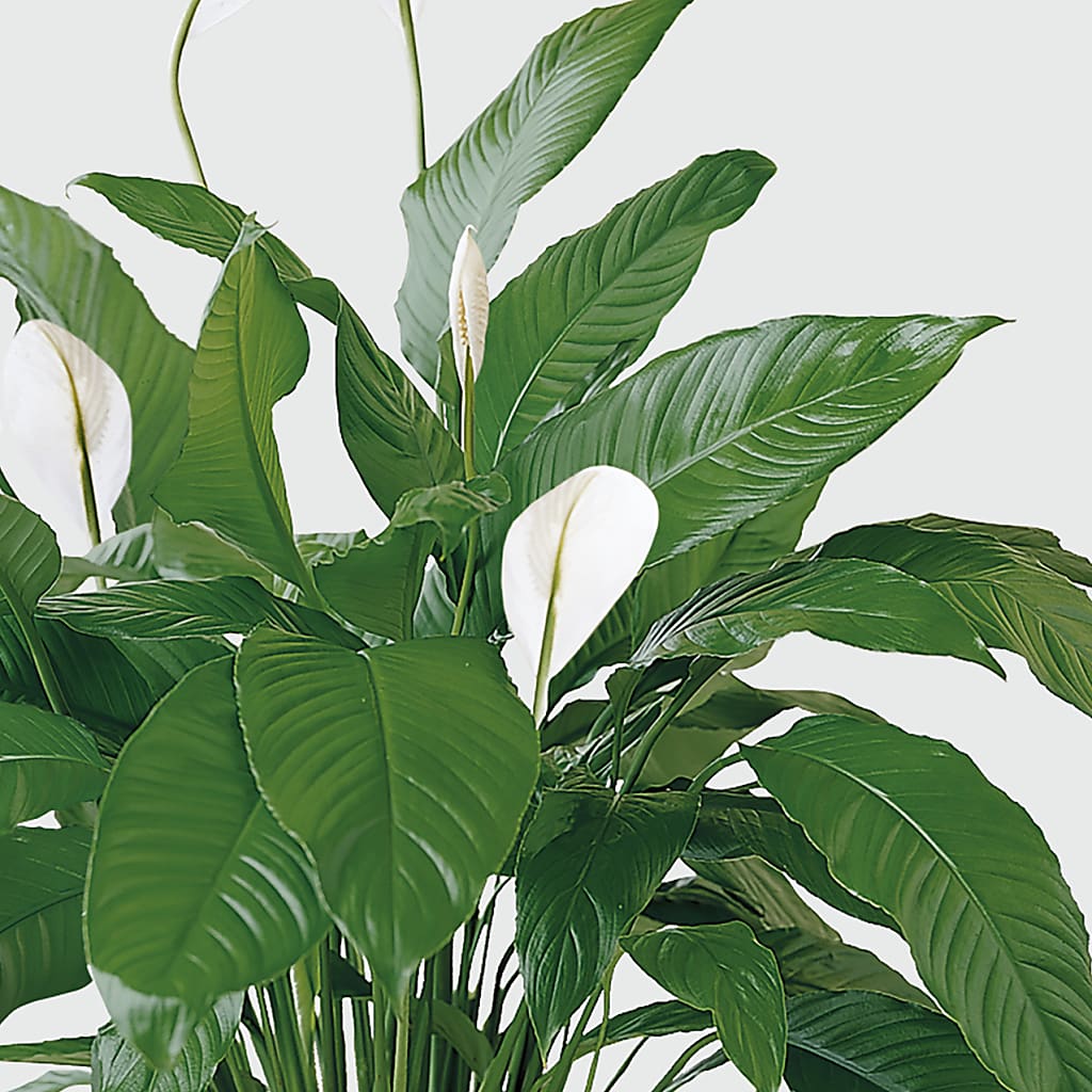 Tranquil Moments Peace Lily Plant –  Floreria Principe De Paz Llc, Somerset NJ
