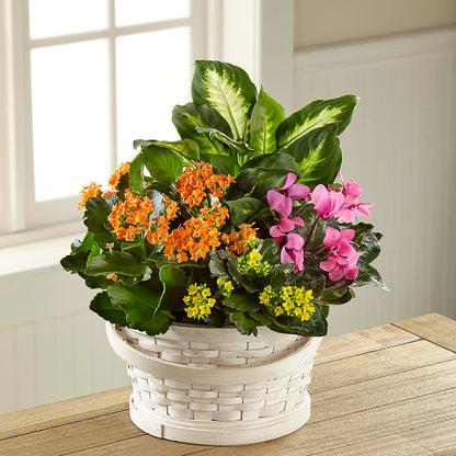 Color Crush Dishgarden –  Floreria Principe De Paz Llc, Somerset NJ