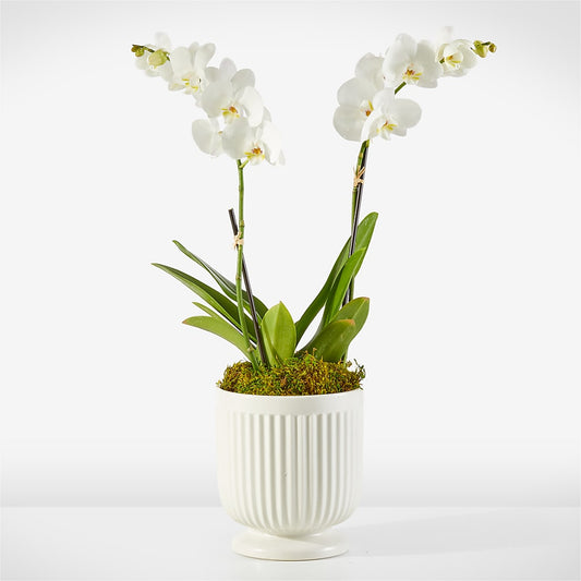 Whispering White Orchid –  Floreria Principe De Paz Llc, Somerset NJ