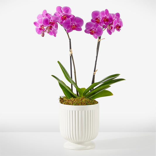 Friendly Fuchsia Orchid –  Floreria Principe De Paz Llc, Somerset NJ