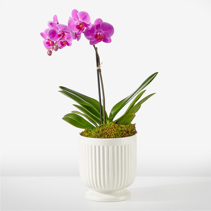 Friendly Fuchsia Orchid –  Floreria Principe De Paz Llc, Somerset NJ