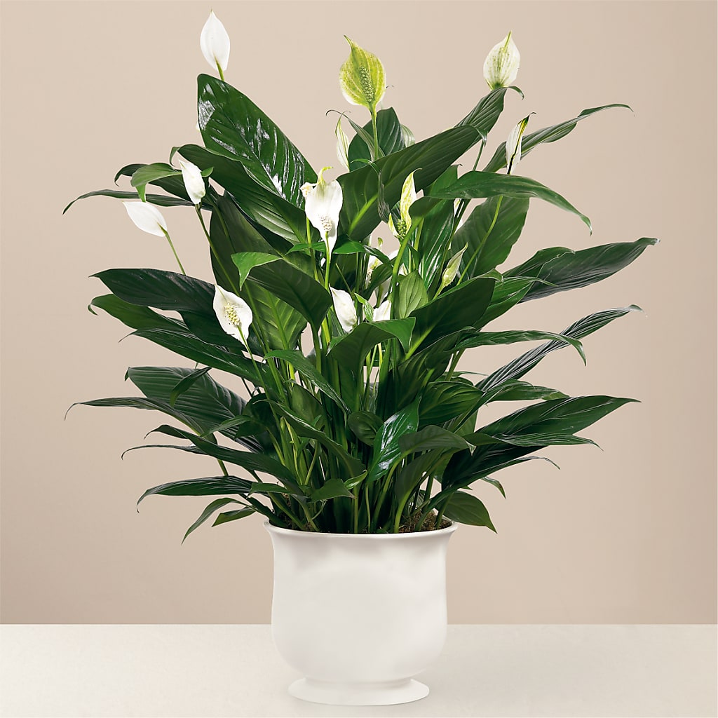 Comfort Planter –  Floreria Principe De Paz Llc, Somerset NJ
