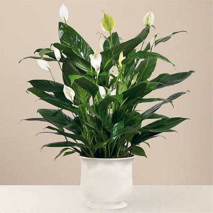 Comfort Planter –  Floreria Principe De Paz Llc, Somerset NJ