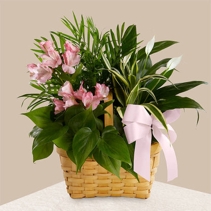 Living Spirit Dishgarden –  Floreria Principe De Paz Llc, Somerset NJ