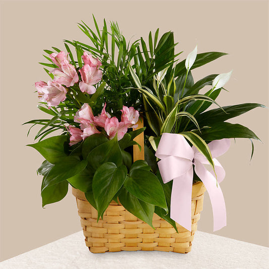 Living Spirit Dishgarden –  Floreria Principe De Paz Llc, Somerset NJ