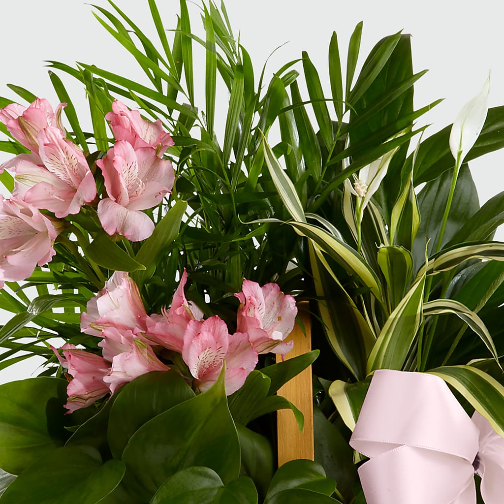 Living Spirit Dishgarden –  Floreria Principe De Paz Llc, Somerset NJ