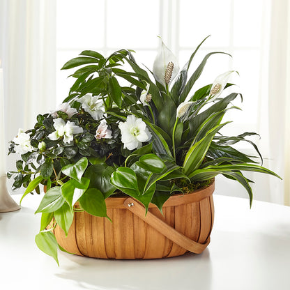 Serene Dishgarden –  Floreria Principe De Paz Llc, Somerset NJ