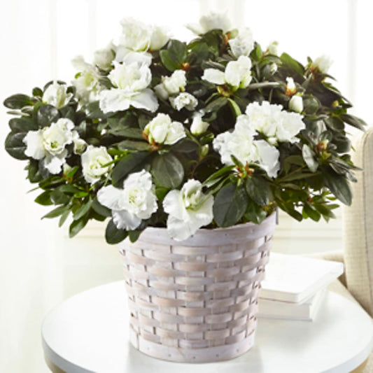 White Azalea Plant –  Floreria Principe De Paz Llc, Somerset NJ