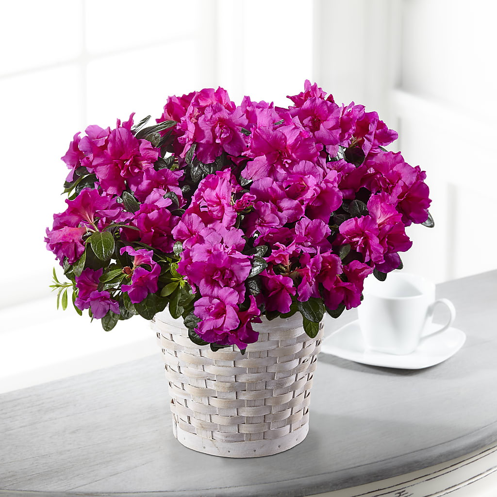 Hope & Serenity Azalea Plant –  Floreria Principe De Paz Llc, Somerset NJ