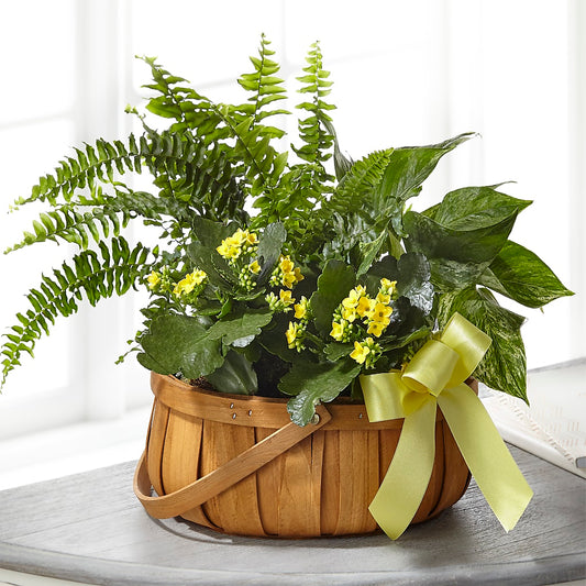Always Dear Dishgarden –  Floreria Principe De Paz Llc, Somerset NJ
