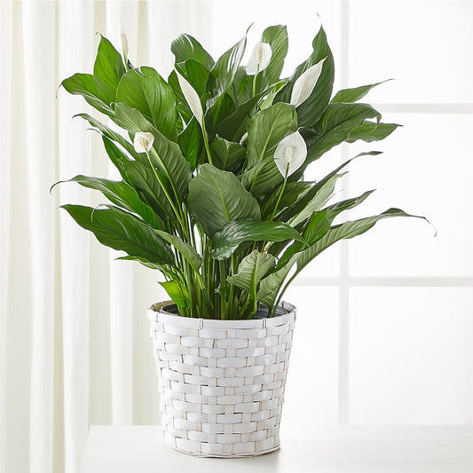 A New Leaf Peace Lily –  Floreria Principe De Paz Llc, Somerset NJ