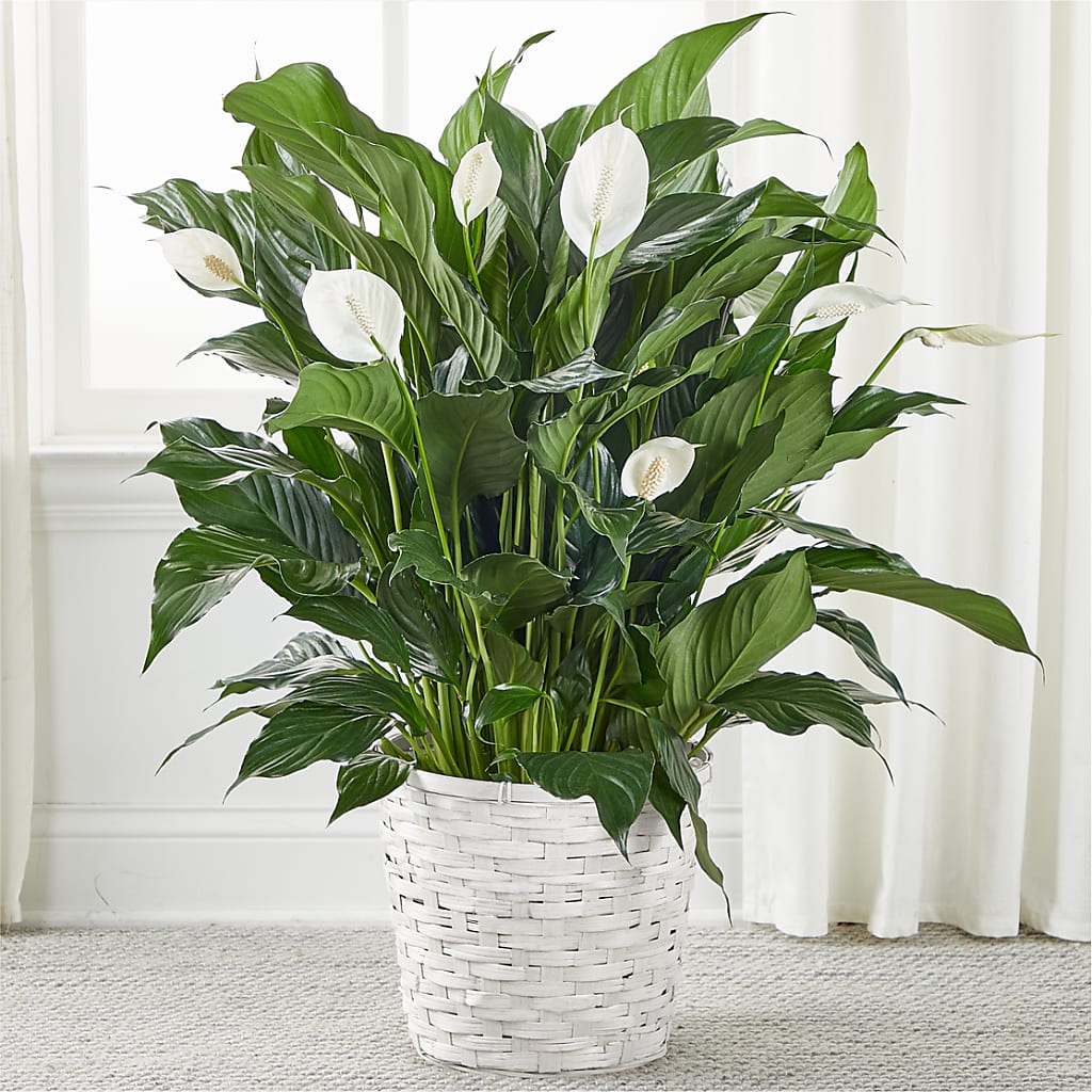 A New Leaf Peace Lily –  Floreria Principe De Paz Llc, Somerset NJ