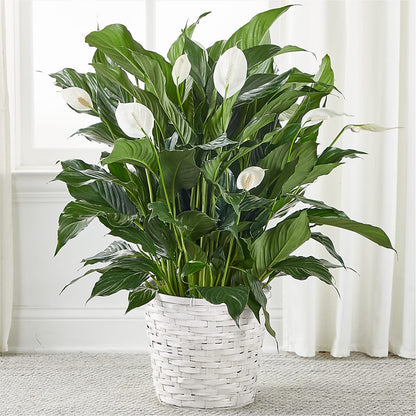 A New Leaf Peace Lily –  Floreria Principe De Paz Llc, Somerset NJ