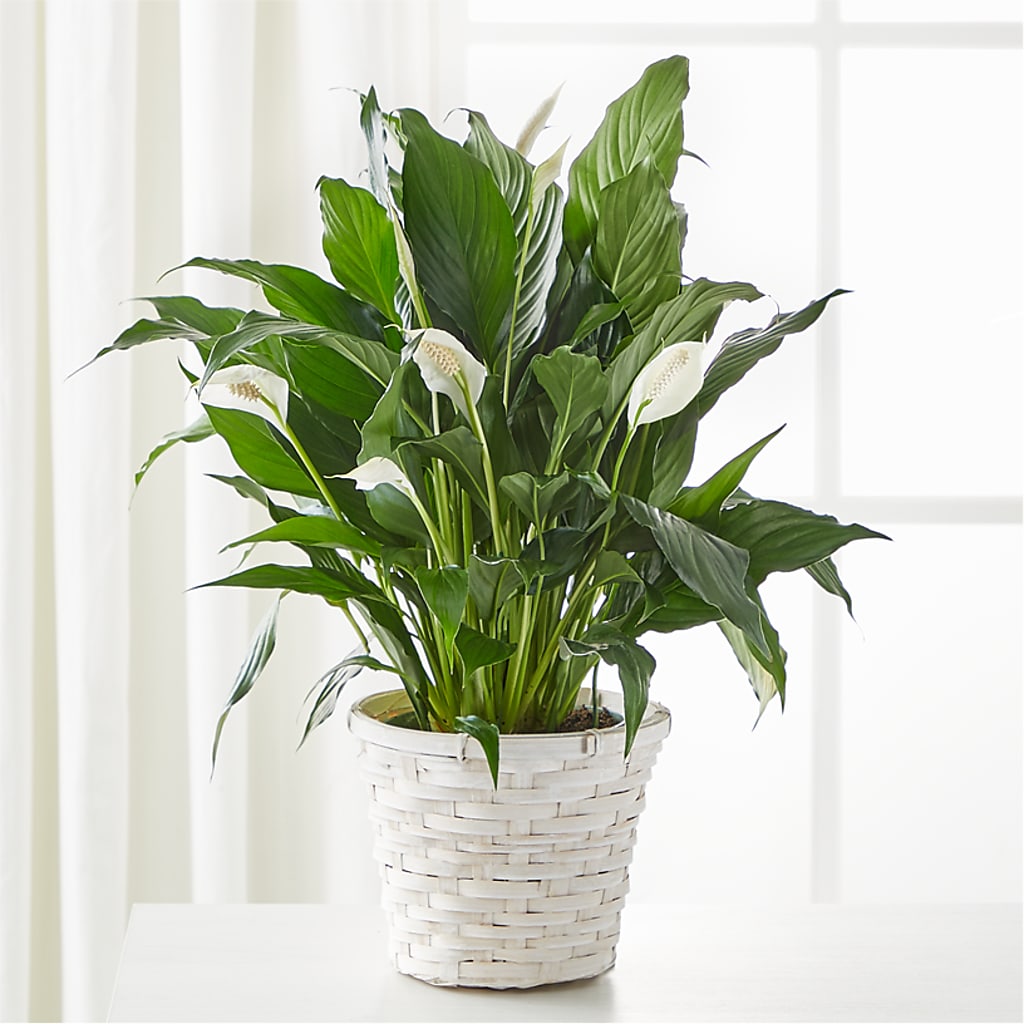 A New Leaf Peace Lily –  Floreria Principe De Paz Llc, Somerset NJ
