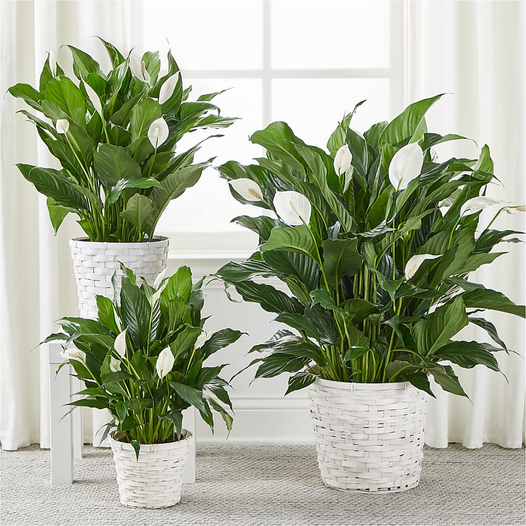 A New Leaf Peace Lily –  Floreria Principe De Paz Llc, Somerset NJ