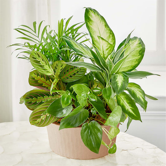 Balance & Harmony Dishgarden –  Floreria Principe De Paz Llc, Somerset NJ