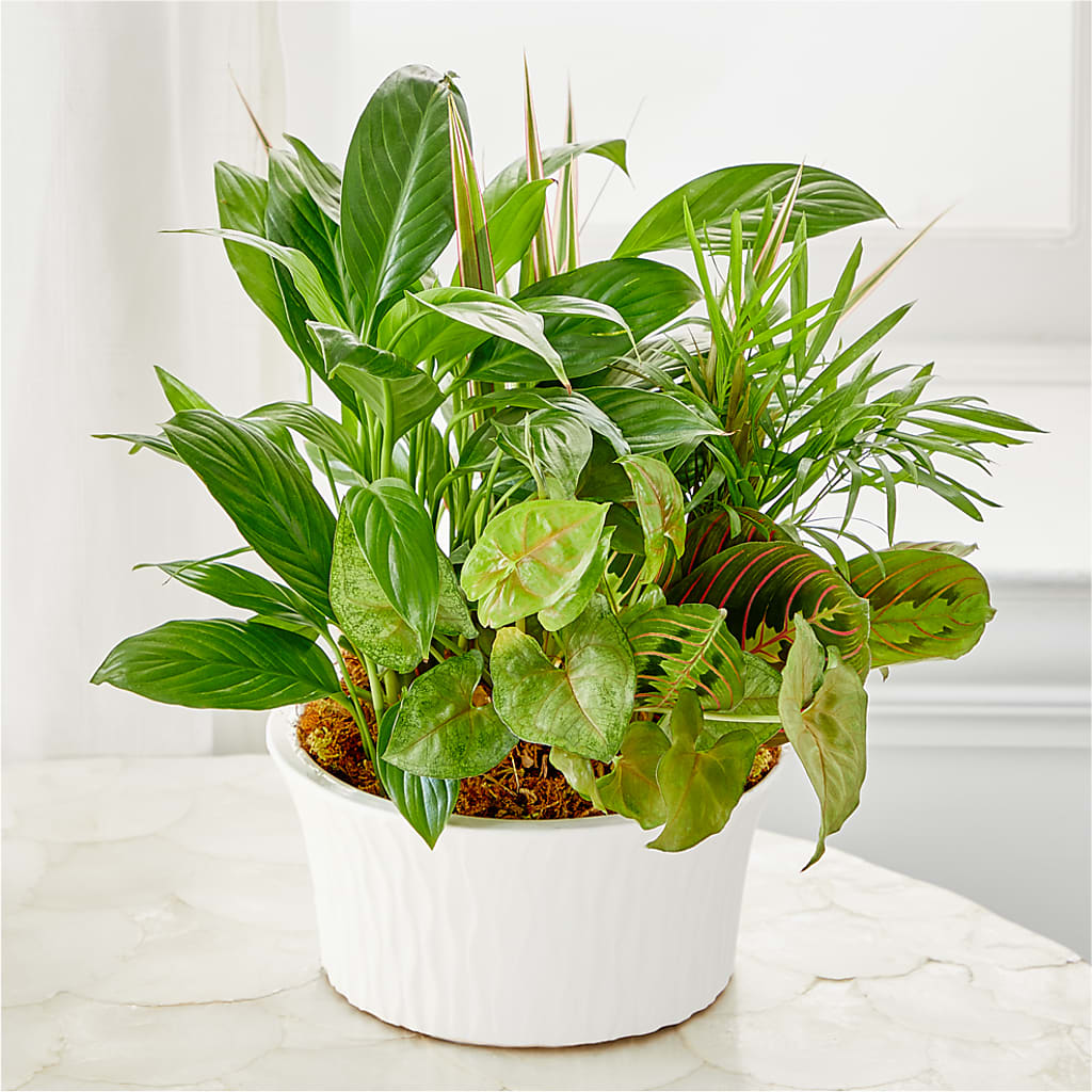 Balance & Harmony Dishgarden –  Floreria Principe De Paz Llc, Somerset NJ