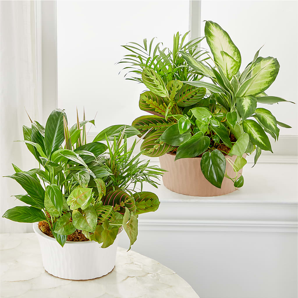 Balance & Harmony Dishgarden –  Floreria Principe De Paz Llc, Somerset NJ