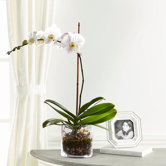 White Orchid Planter –  Floreria Principe De Paz Llc, Somerset NJ
