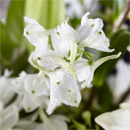 Classic Ivory – A Florist Original –  Floreria Principe De Paz Llc, Somerset NJ