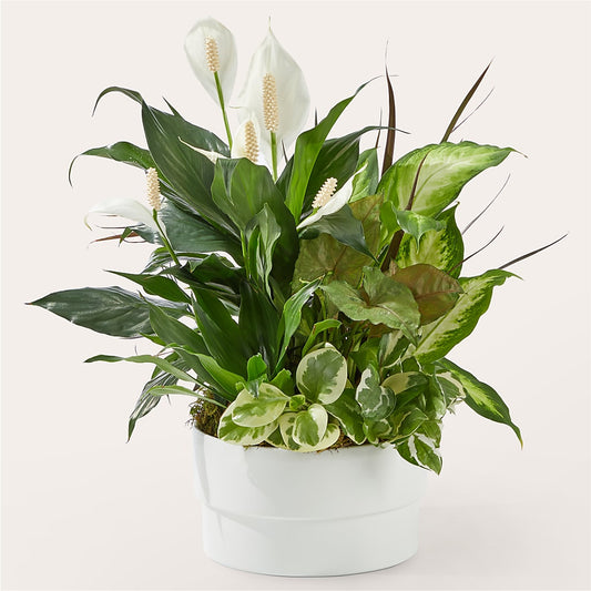 Radiating Positivity Dishgarden –  Floreria Principe De Paz Llc, Somerset NJ