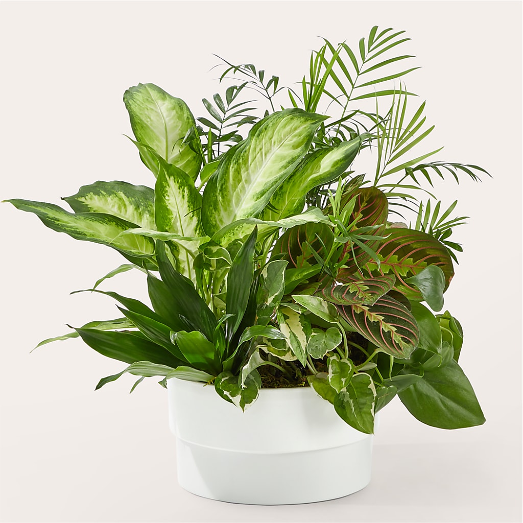 Radiating Positivity Dishgarden –  Floreria Principe De Paz Llc, Somerset NJ